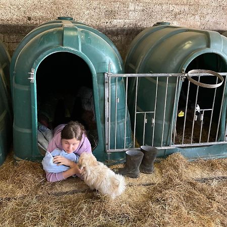 Schlafen Neben Den Kleinen Kaelbchen Im Kaelberiglu Bingum Dış mekan fotoğraf