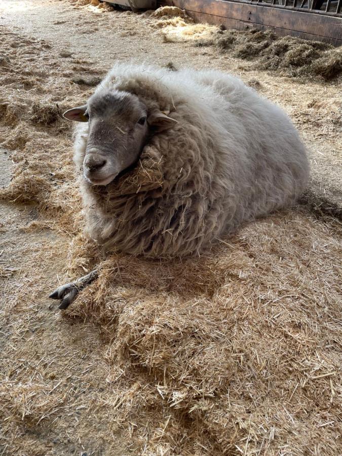 Schlafen Neben Den Kleinen Kaelbchen Im Kaelberiglu Bingum Dış mekan fotoğraf
