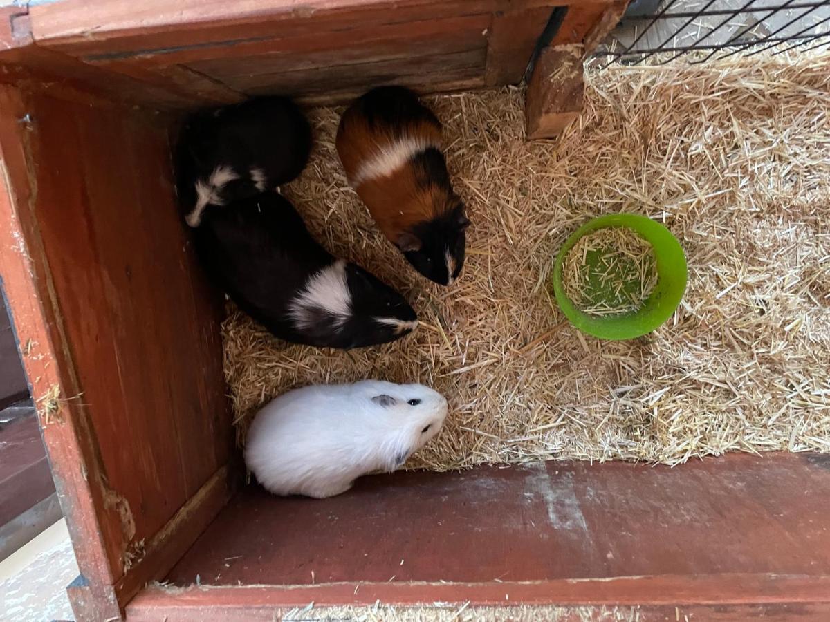 Schlafen Neben Den Kleinen Kaelbchen Im Kaelberiglu Bingum Dış mekan fotoğraf